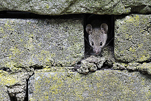 家鼠,小鼠,砖墙,荷兰