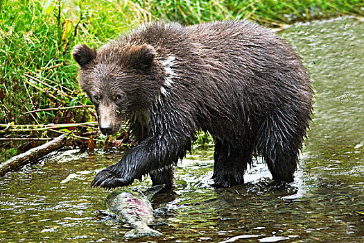 棕熊,幼兽,抓住,鱼,溪流,阿拉斯加,美国