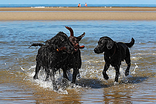 三个,复得,狗,左边,两个,拉布拉多犬,右边,棍,水,海滩