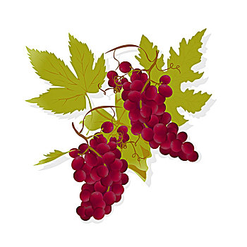 酿红酒用葡萄