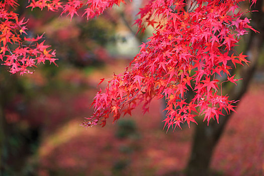 日本,京都,秋季,枫叶林,红色,枫叶,背景