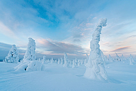 积雪,树,国家公园,拉普兰,芬兰,欧洲
