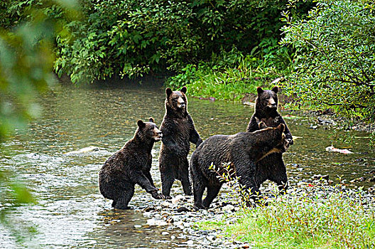 大灰熊,棕熊,雌性,一岁,幼兽,熊,感知,危险,站立,鱼,溪流,通加斯国家森林,阿拉斯加,美国