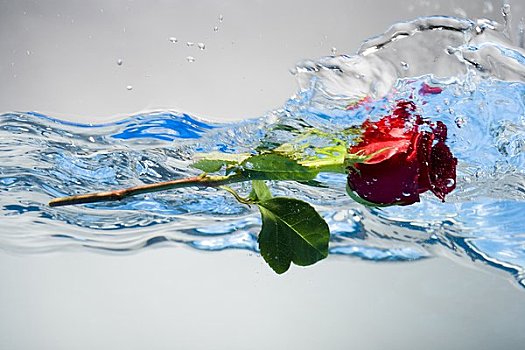 红玫瑰,漂浮,水中