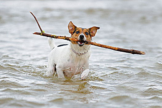 杰克罗素狗,成年,玩,海洋,棍,嘴,英格兰,英国,欧洲