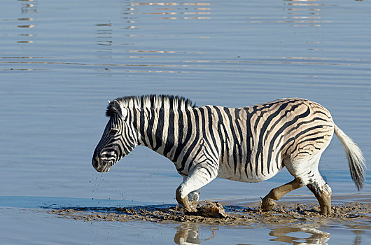 白氏斑马,马,斑马,泥,水,成年,雄性,穿过,水坑,埃托沙国家公园,纳米比亚,非洲