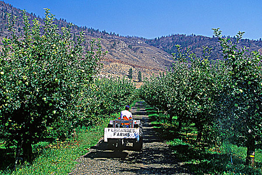 苹果园,丰收,奥克纳根谷,不列颠哥伦比亚省,加拿大