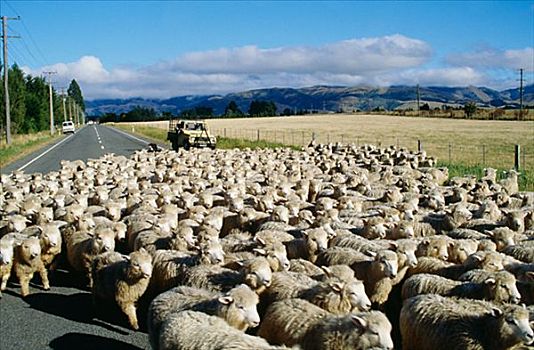 绵羊,途中,新西兰
