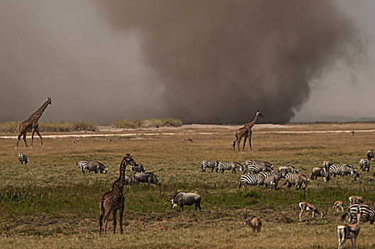 斑马,长颈鹿,放牧,灰尘,风暴,朴素,地平线,马赛马拉,肯尼亚