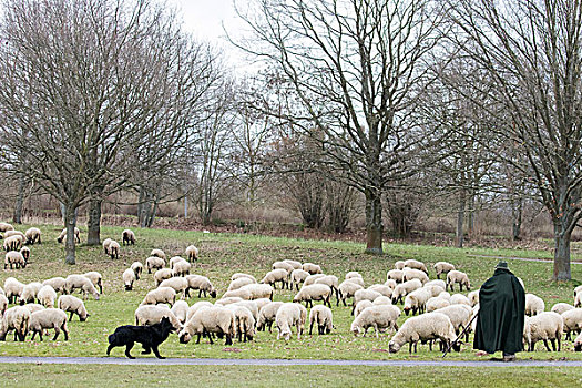 牧羊人,羊群,牧羊犬,黑森州,德国,欧洲