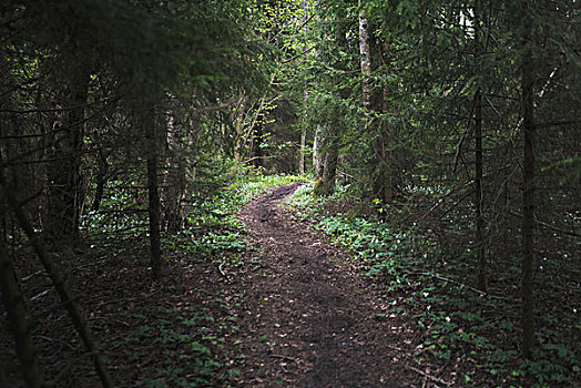 小路,树林