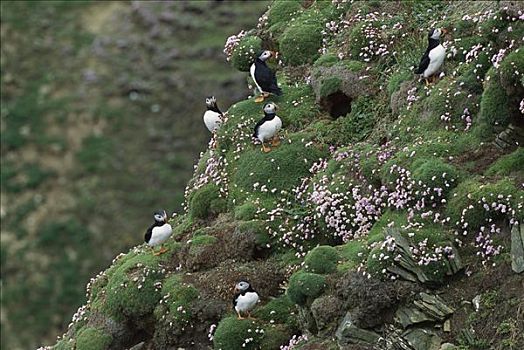大西洋角嘴海雀,北极,忙碌,生物群,边缘,海洋,节省,海石竹,设得兰群岛,英国