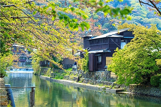 樱花,岚山,京都,日本