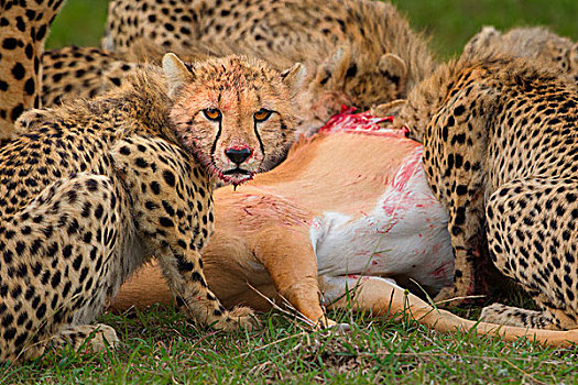 印度豹,猎豹,一半,幼兽,黑斑羚,马赛马拉国家保护区,肯尼亚,非洲