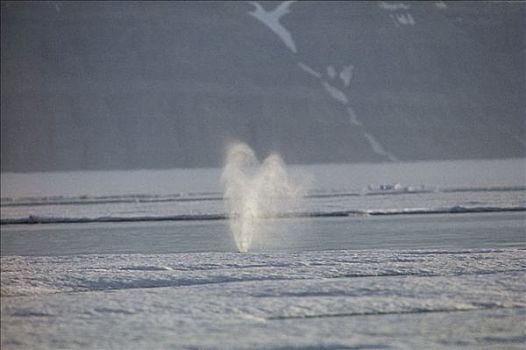 弓头鲸,喷涌,巴芬岛,加拿大