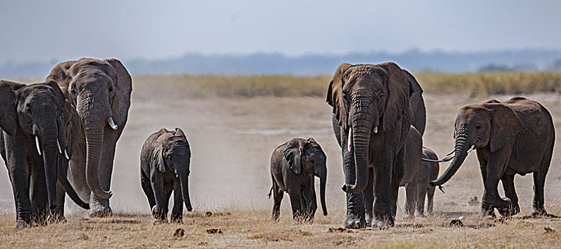 非洲大象018
