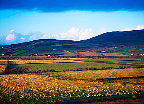 农业,风景,爱尔兰
