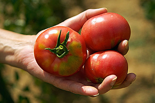 拿着,三个,西红柿,手