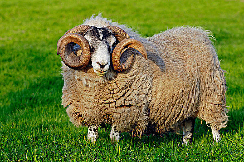 雄性,家羊图片_雄性,家羊高清图片_全景视觉