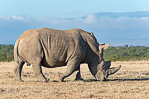 白犀牛,吃,干草,自然保护区,肯尼亚,非洲