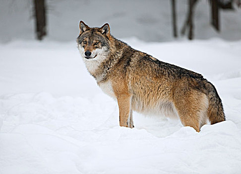 狼,雪地,俘获,巴伐利亚森林国家公园,巴伐利亚,德国,欧洲