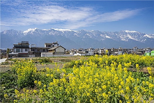 云南大理苍山下油菜花海