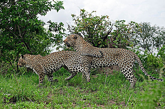 豹,母亲,一岁,幼兽,博茨瓦纳