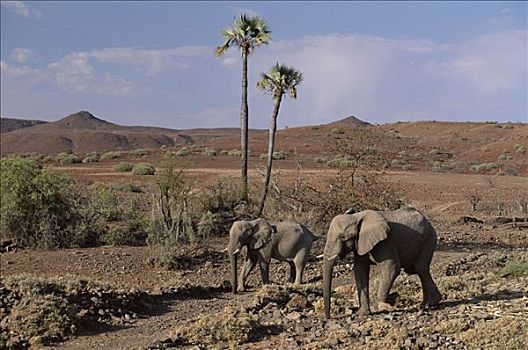 沙漠,非洲象,纳米布沙漠,达马拉兰,纳米比亚