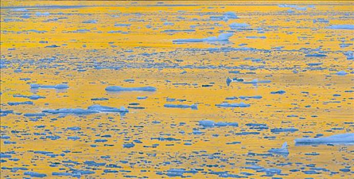 漂浮,冰,大块,黎明,反射,金色,山,蓝天,东方,湾,南乔治亚,南大洋,南极辐合带