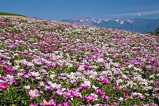 芍药,山