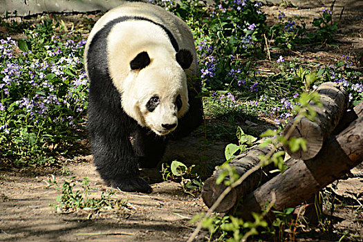 大熊猫萌态可掬