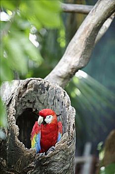 蓝色,红色,金刚鹦鹉,鸟,公园,新加坡