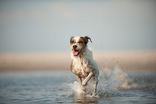 梗犬,水