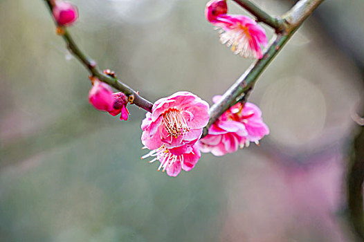 梅花特写