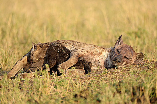斑鬣狗,女性,幼兽,吸吮,马赛马拉国家保护区,肯尼亚,非洲