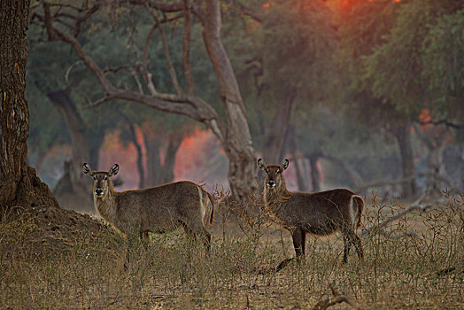 头像,两个,水羚,黎明,刺槐,树林,津巴布韦,非洲