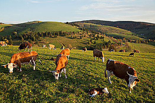 母牛,放牧,草场,靠近,黑森林,德国