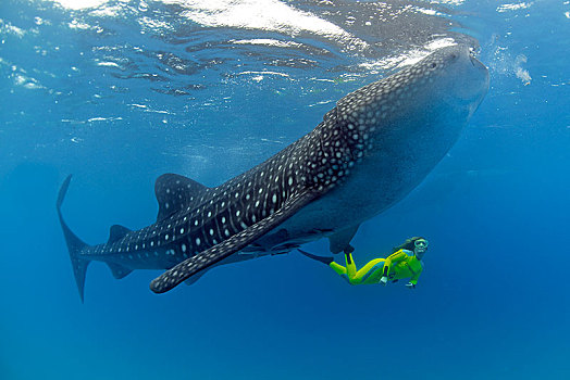 水下呼吸管,鲸鲨,鱼,世界,阿里环礁,马尔代夫,亚洲