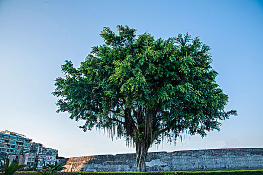 广东省汕头市石炮台,崎碌炮台,公园一棵榕树