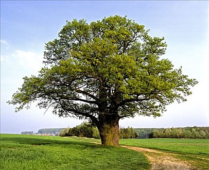 橡树,栎属,德国,欧洲