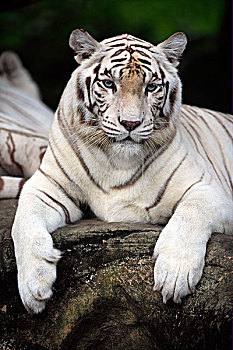 白色,虎,成年,休息