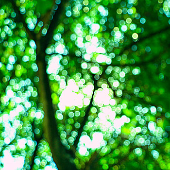 绿色树影透过的圆点光斑