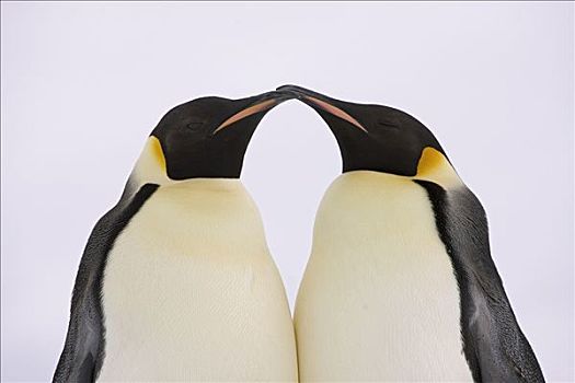 帝企鹅,威德尔海,南极