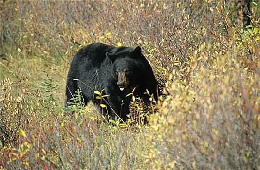 美洲黑熊,阿拉斯加,北美
