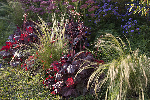 秋天,床,矾根属植物,紫色,针茅属,毛发,草,景天属植物