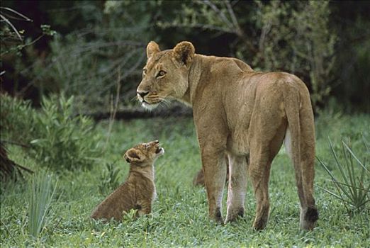 非洲狮,狮子,母亲,幼兽,莫瑞米,野生动植物保护区,奥卡万戈三角洲,博茨瓦纳