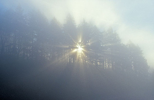 太阳,树,雾,俄勒冈,美国