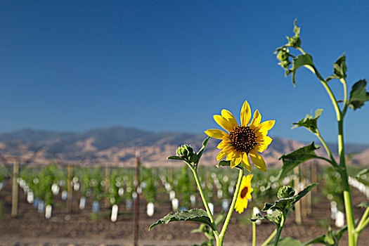 向日葵,旁侧,葡萄园,山谷,加利福尼亚,美国