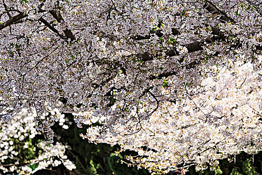 樱花烂漫