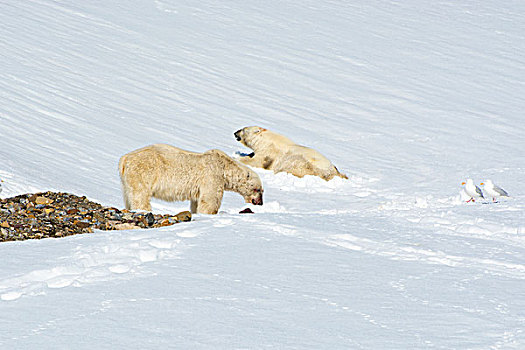 挪威,斯瓦尔巴特群岛,两个,北极熊,分享,杀